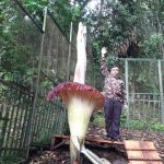 Bungai Bangkai di Kebun Raya Cibodas. Foto: BRIN