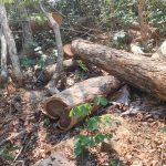 Penebangan liar pohon sonokeling masih berlanjut. Foto: Kaoem Telapak