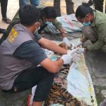 Perburuan ilegal mengakibatkan kematian seekor harimau sumatra (Panthera tigris sumatrae) di Rokan Hulu. Foto: BBKSDA Riau