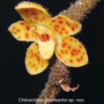 Peneliti BRIN menemukan spesies baru anggrek akar tak berdaun di Aceh. Foto: BRIN