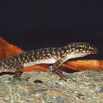 Spesies cecak jarilengkung. Foto: BRIN