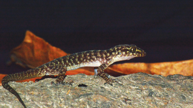 Spesies cecak jarilengkung. Foto: BRIN