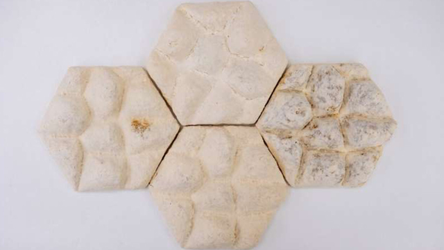 Ubin dari jamur. Foto: Nanyang Technological University