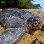 Penyu laut. Foto: Brian J. Hutchinson/Oceanic Society