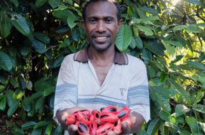 Pala Papua. Foto: Kaleka