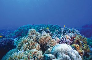 Terumbu karang (coral reef). Foto: Freepik