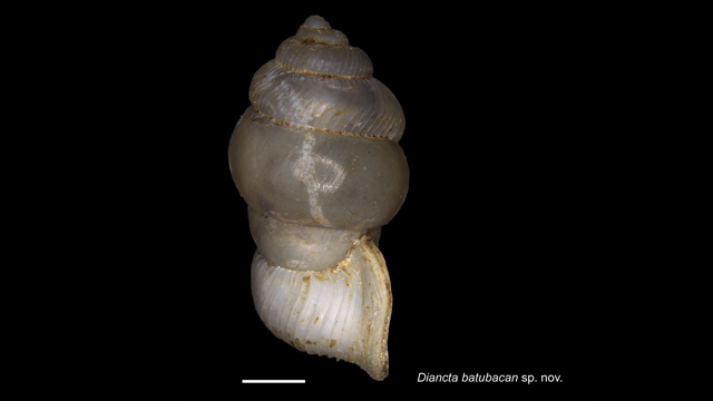 Peneliti BRIN temukan spesies baru keong darat di Pulau Bacan. Foto: BRIN