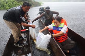 KKP melepasliarkan ikan arwana Irian. Foto: KKP