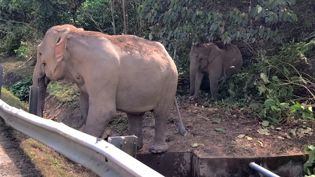 Ilustrasi satwa liar. Foto: WWF Malaysia