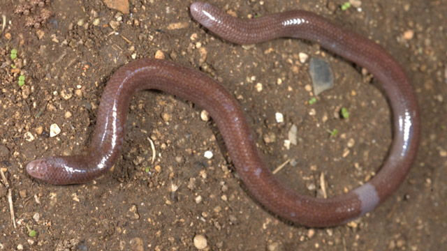 Kadal buta. Foto: BRIN