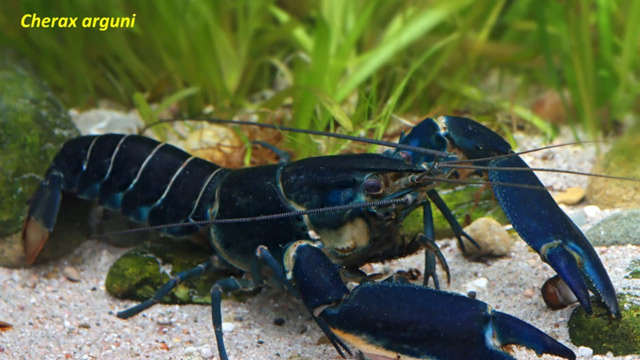 Lobster air tawar. Foto: Christian Lukhaup/UGM