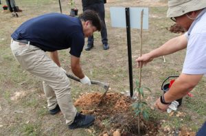 Penanaman bibit ramin dan gaharu di Tahura SSH. Foto: Belantara Foundation