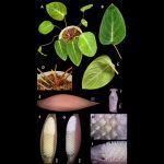 Peneliti BRIN mengidentifikasi spesies baru tumbuhan homalomena. Foto: BRIN