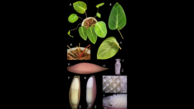 Peneliti BRIN mengidentifikasi spesies baru tumbuhan homalomena. Foto: BRIN