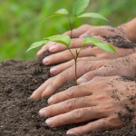 LEM Fakultas Kehutanan UGM tanam ratusan bibit pohon di Sleman. Foto: Freepik