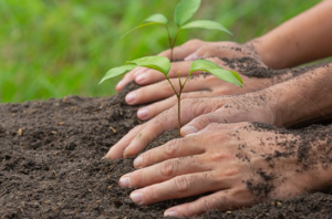 LEM Fakultas Kehutanan UGM tanam ratusan bibit pohon di Sleman. Foto: Freepik