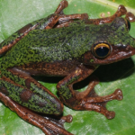 Peneliti BRIN menemukan spesies baru katak pohon endemik Sulawesi. Foto: BRIN