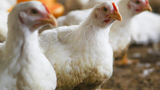 Peneliti UGM mengatakan minyak BSFLO efektif mengurangi kadar lemak ayam broiler. Foto: Berita UGM