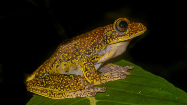 Katak terbang. Foto: BRIN