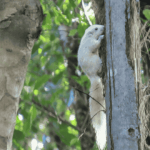 Bajing Kelapa Sangihe. Foto: Burung Indonesia/Jerry Martin