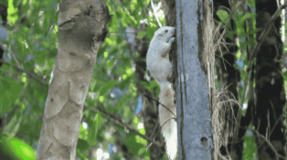 Bajing Kelapa Sangihe. Foto: Burung Indonesia/Jerry Martin