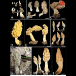 Peneliti BRIN mengidentifikasi spesies baru jamur morel dari Gunung Rinjani. Foto: BRIN