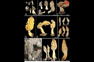 Peneliti BRIN mengidentifikasi spesies baru jamur morel dari Gunung Rinjani. Foto: BRIN