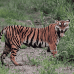 Harimau Sumatra bisa terselamatkan lewat cerita leluhur dan tradisi adat. Foto: Rudikris86 Photography