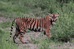 Harimau Sumatra bisa terselamatkan lewat cerita leluhur dan tradisi adat. Foto: Rudikris86 Photography