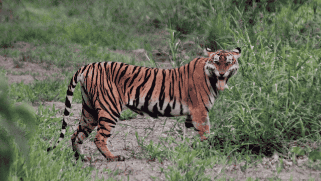 Harimau Sumatra bisa terselamatkan lewat cerita leluhur dan tradisi adat. Foto: Rudikris86 Photography