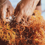 BRIN menggali potensi rumput laut untuk pengembangan pengobatan modern. Foto: BRIN