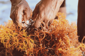 BRIN menggali potensi rumput laut untuk pengembangan pengobatan modern. Foto: BRIN