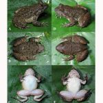 Spesies baru katak bertaring. Foto: BRIN