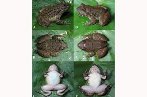 Spesies baru katak bertaring. Foto: BRIN