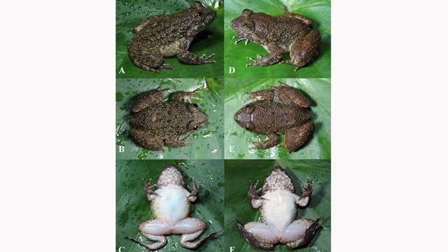 Spesies baru katak bertaring. Foto: BRIN