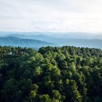Koalisi masyarakat sipil mendesak DPR mencabut UU Kehutanan lama dan menggantinya dengan UU baru. Foto: Frepik