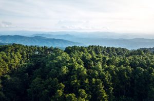 Koalisi masyarakat sipil mendesak DPR mencabut UU Kehutanan lama dan menggantinya dengan UU baru. Foto: Frepik