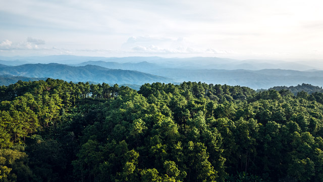 Koalisi masyarakat sipil mendesak DPR mencabut UU Kehutanan lama dan menggantinya dengan UU baru. Foto: Frepik