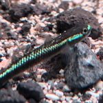 Kepulauan Sangihe menyimpan keindahan tersembunyi ikan dan udang air tawar. Foto: Burung Indonesia_Ganjar Cahyo Aprianto