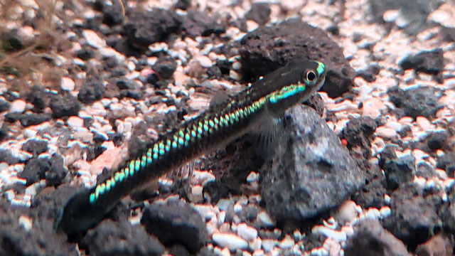 Kepulauan Sangihe menyimpan keindahan tersembunyi ikan dan udang air tawar. Foto: Burung Indonesia_Ganjar Cahyo Aprianto