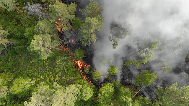 PT KLM menggugat dua akademisi IPB atas keterangan kasus karhutla. Foto: Freepik