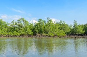 Mangrove jadi benteng pesisir dan penyangga iklim Indonesia. Foto: Freepik