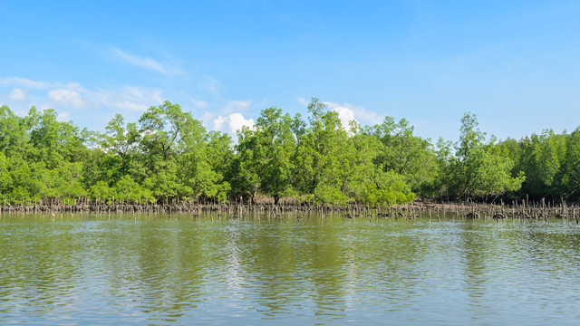 Mangrove jadi benteng pesisir dan penyangga iklim Indonesia. Foto: Freepik