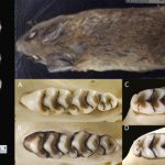 Tim peneliti BRIN bersama mitra dari Amerika Serikat, Australia, Prancis, dan Malaysia menemukan spesies baru tikus hutan Sulawesi. Foto: BRIN