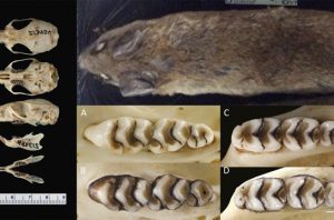 Tim peneliti BRIN bersama mitra dari Amerika Serikat, Australia, Prancis, dan Malaysia menemukan spesies baru tikus hutan Sulawesi. Foto: BRIN