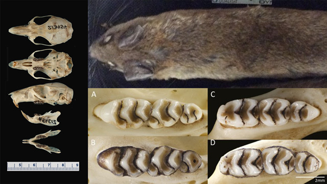 Tim peneliti BRIN bersama mitra dari Amerika Serikat, Australia, Prancis, dan Malaysia menemukan spesies baru tikus hutan Sulawesi. Foto: BRIN