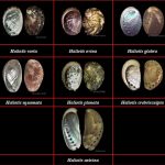 Abalon Gunungkidul. Foto: BRIN