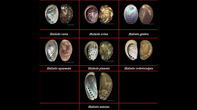 Abalon Gunungkidul. Foto: BRIN