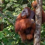 Orang Utan Tapanuli. Foto: Freepik