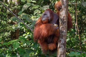 Orang Utan Tapanuli. Foto: Freepik